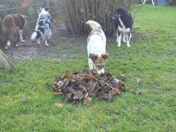 SIDNEY-wunderschöne Jung-Hündin,49 cm