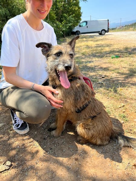 Milli, Terriermix-Hündin auf Heimatsuche