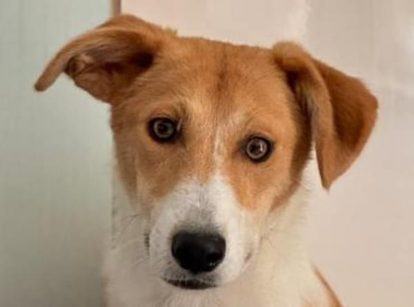 JIMMY-zuckersüßer, hübscher Rüde, 39 cm