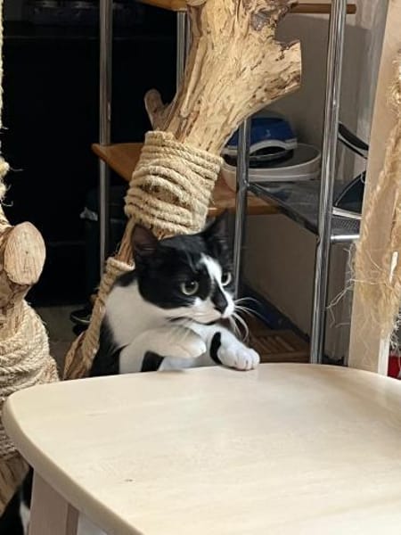 Patty sucht ein liebevolles Zuhause