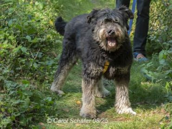 Kunibert ist sanft und zutraulich