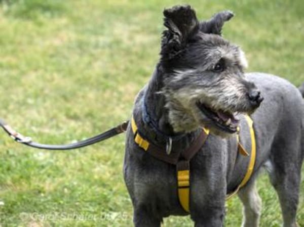 Kunibert ist sanft und zutraulich