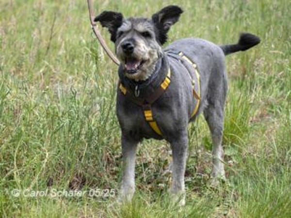 Kunibert ist sanft und zutraulich