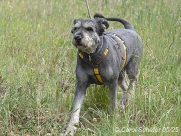 Kunibert ist sanft und zutraulich