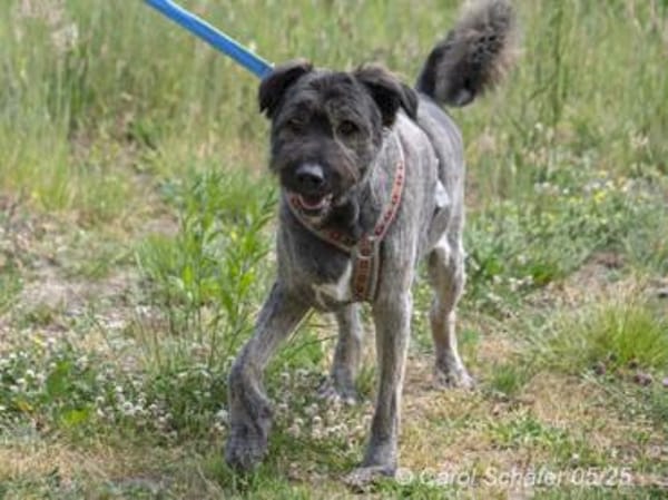 Qunii ist ein lieber Kerl