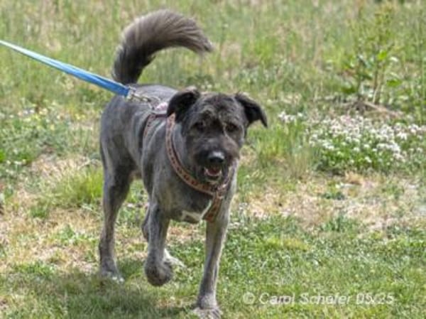 Qunii ist ein lieber Kerl