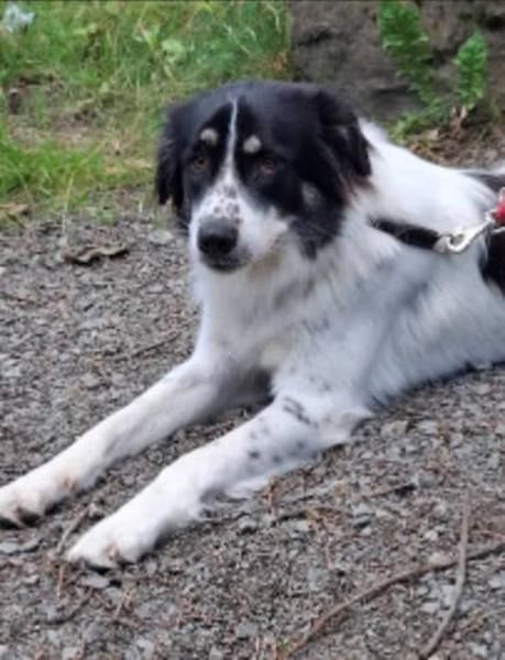 Lieber Sealy♥ sucht sein Heim