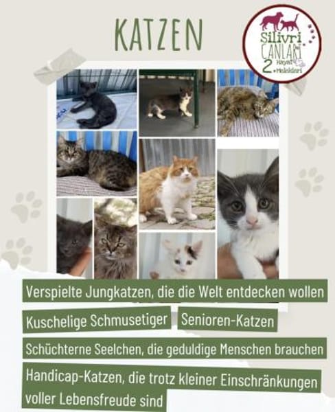 Viele arme Seelen suchen ein Zuhause