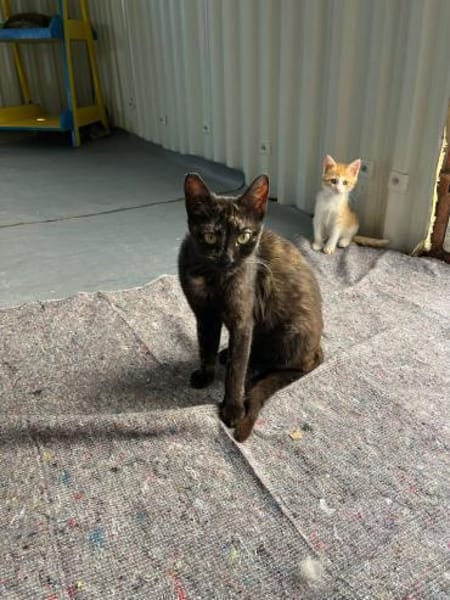 Viele arme Seelen suchen ein Zuhause