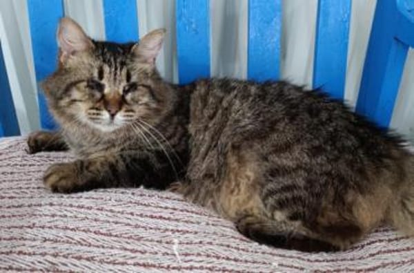 Viele arme Seelen suchen ein Zuhause