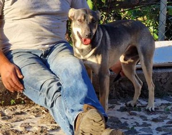 Bentor, ein freundlicher Rüde