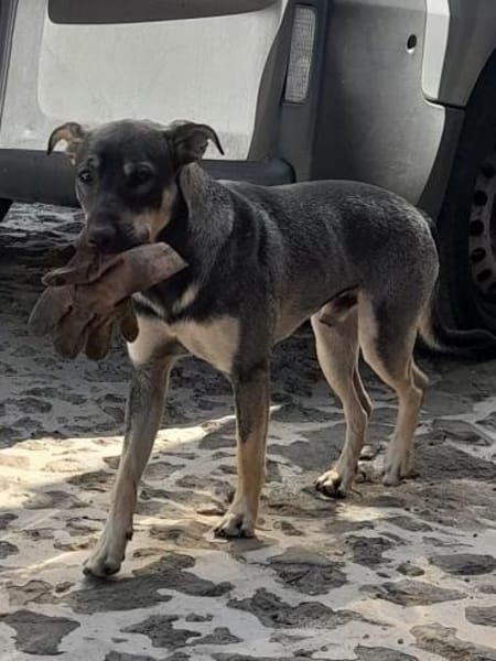 Bentor, ein freundlicher Rüde