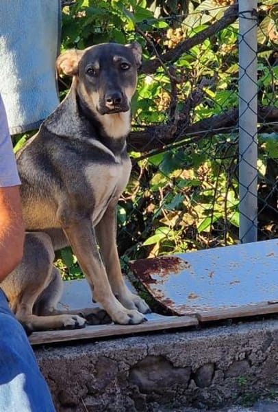 Bentor, ein freundlicher Rüde