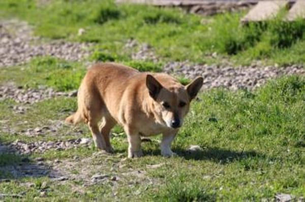 Susa - verschmust u. anhänglich