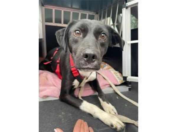 Jamiro - wartet in 63679 Schotten