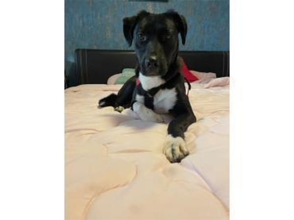 Jamiro - wartet in 63679 Schotten