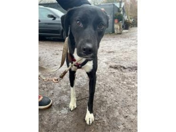 Jamiro - wartet in 63679 Schotten