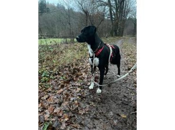 Jamiro - wartet in 63679 Schotten