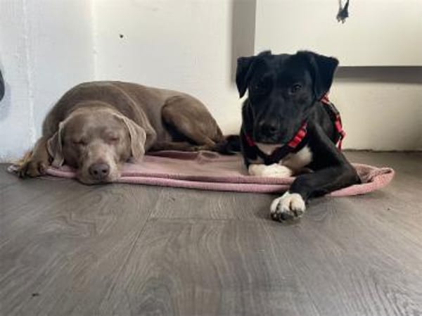 Jamiro - wartet in 63679 Schotten