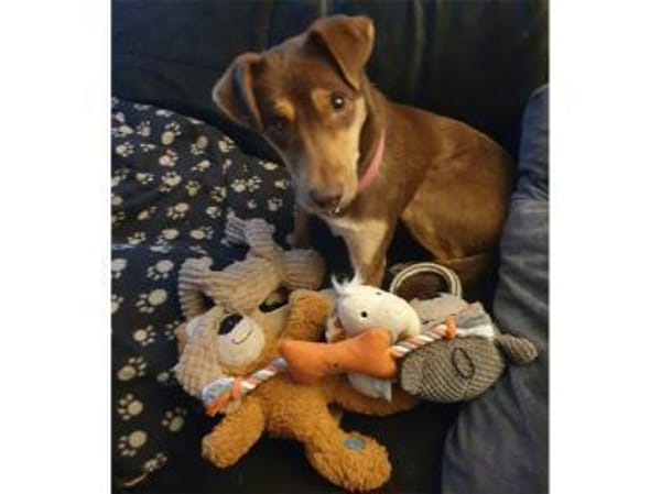 Shawna - wartet in 59199 Bönen