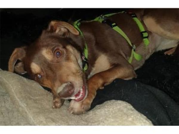 Shawna - wartet in 59199 Bönen