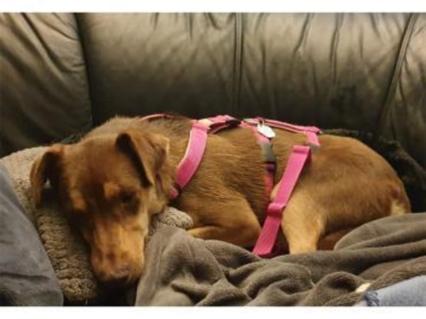 Shawna - wartet in 59199 Bönen