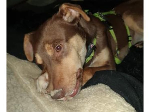 Shawna - wartet in 59199 Bönen