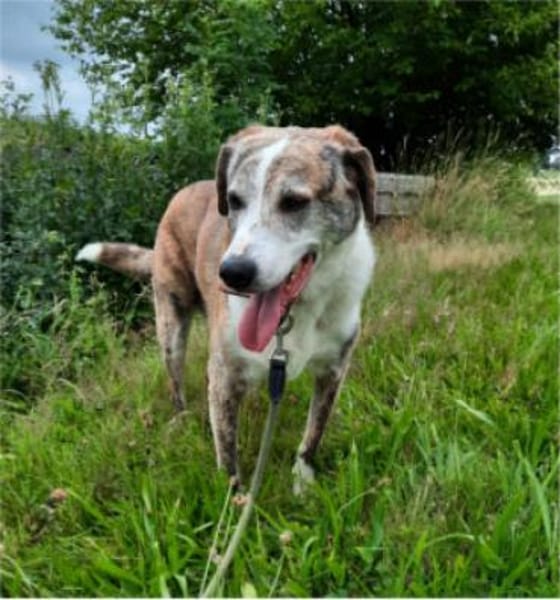 Kamelot der Sanftmütige