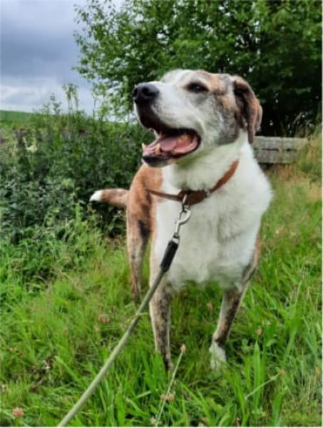 Kamelot der Sanftmütige