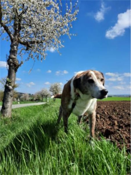 Kamelot der Sanftmütige