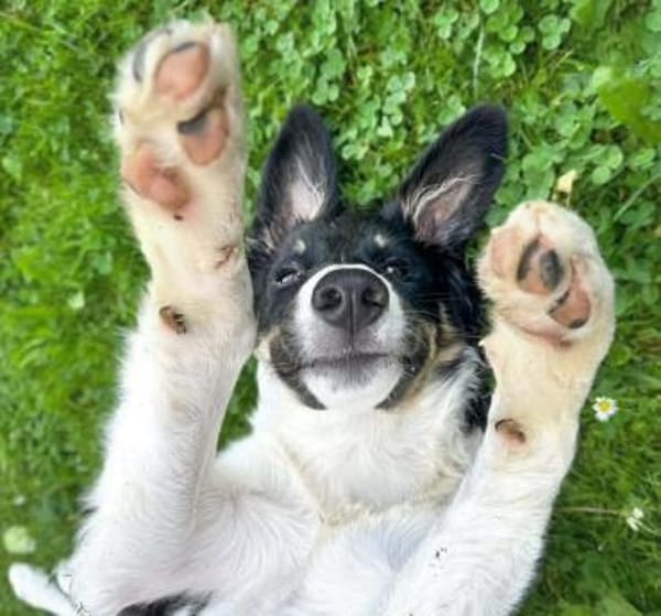 Molly - katzenverträglich