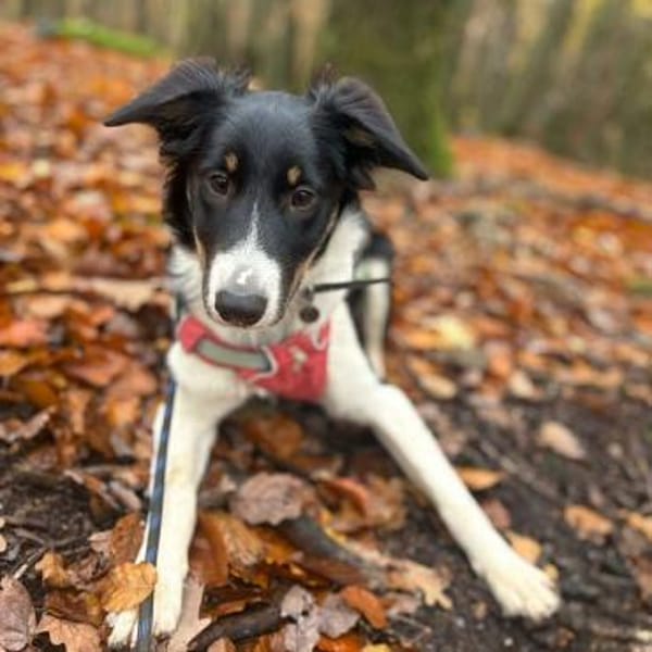 Molly - katzenverträglich