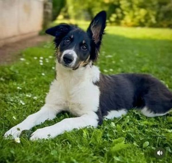 Molly - katzenverträglich