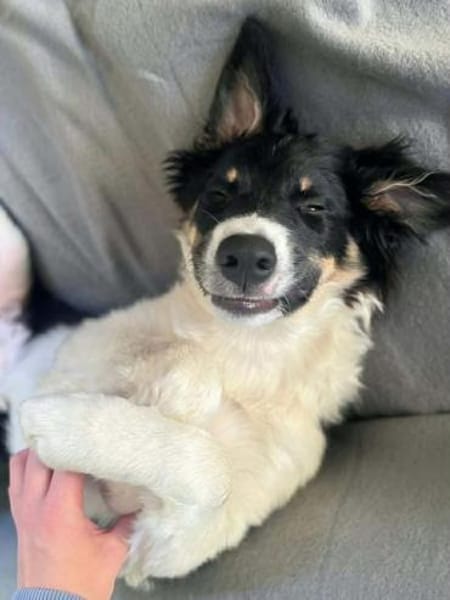 Molly - katzenverträglich