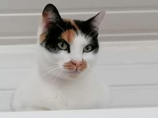 Unsere wunderschöne Katzenseele Izzy