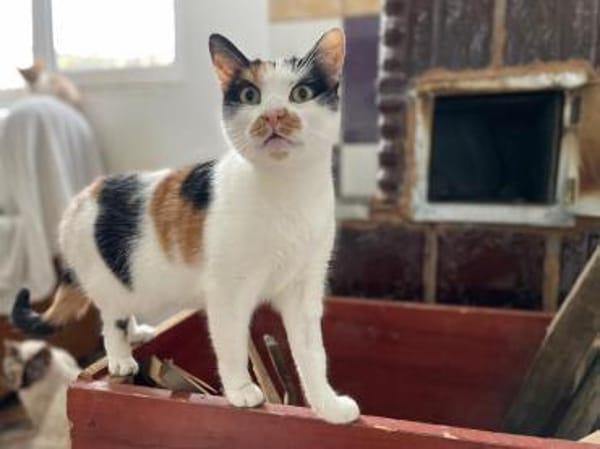 Unsere wunderschöne Katzenseele Izzy