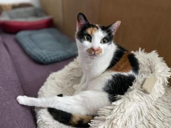 Unsere wunderschöne Katzenseele Izzy