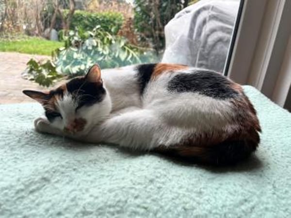 Unsere wunderschöne Katzenseele Izzy