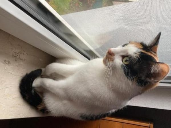 Unsere wunderschöne Katzenseele Izzy