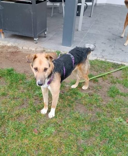 Rambo- sanfte Seele!