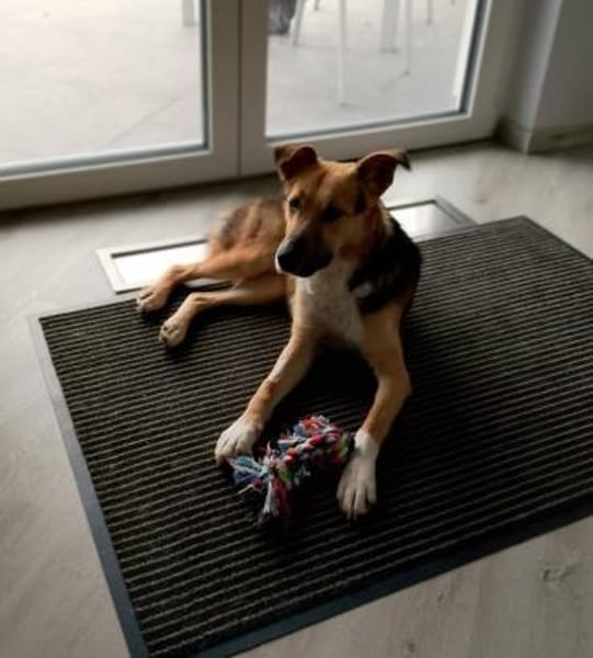 Rambo- sanfte Seele!