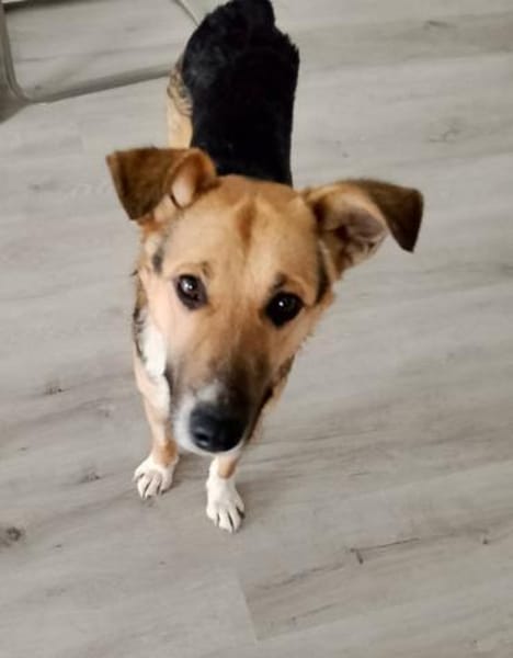 Rambo- sanfte Seele!