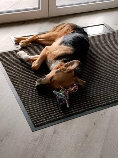 Rambo- sanfte Seele!