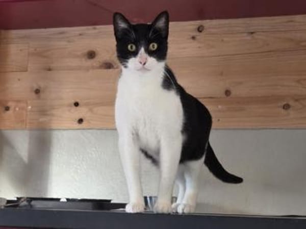 MINO-ruhiger,zurückhaltender Kater