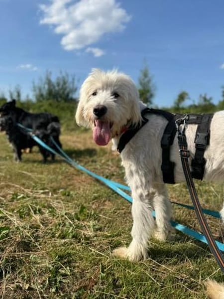 Fuchur - ein großer, hübscher Rüde