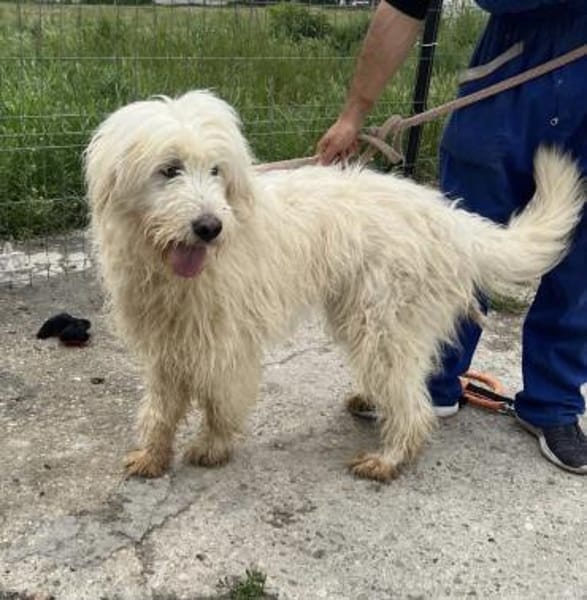 Fuchur - ein großer, hübscher Rüde