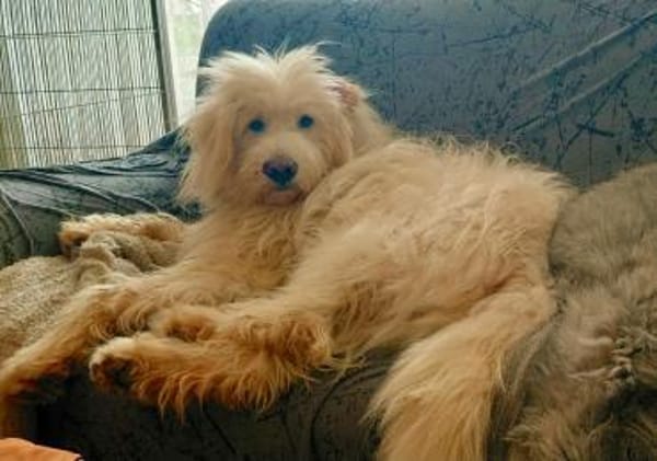 Fuchur - ein großer, hübscher Rüde