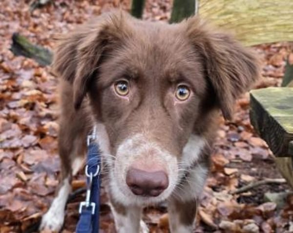 LYRA-wunderschöne Jung-Hündin,53 cm