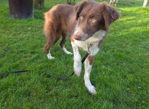 LYRA-wunderschöne Jung-Hündin,53 cm