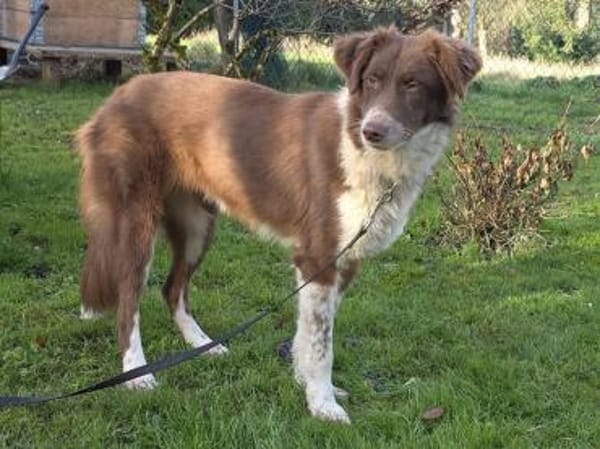 LYRA-wunderschöne Jung-Hündin,53 cm